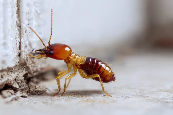 Miami termite control